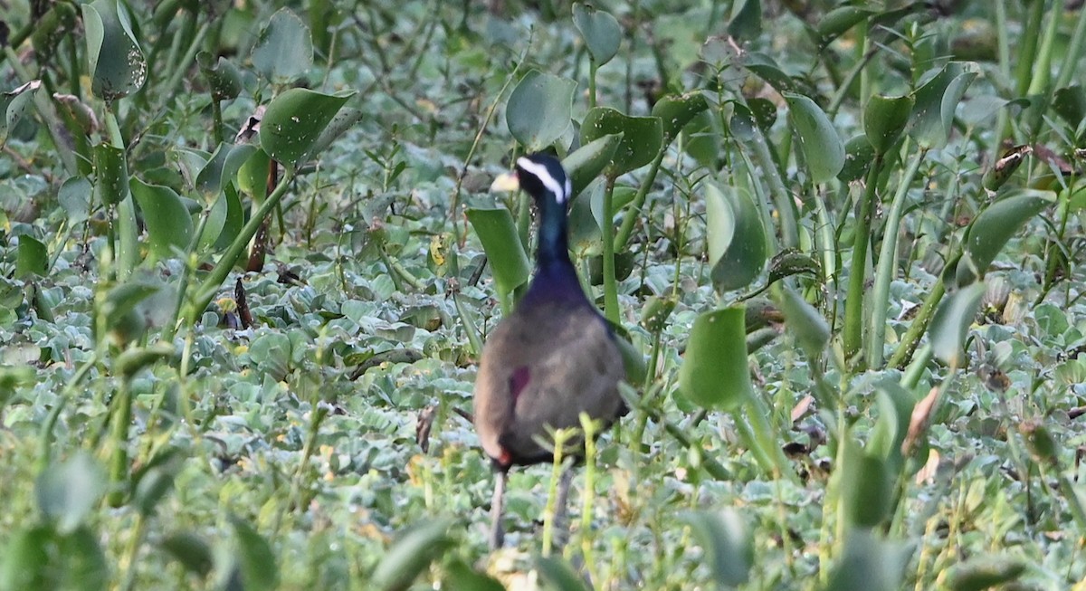 Bronze-winged Jacana - Anil Nair