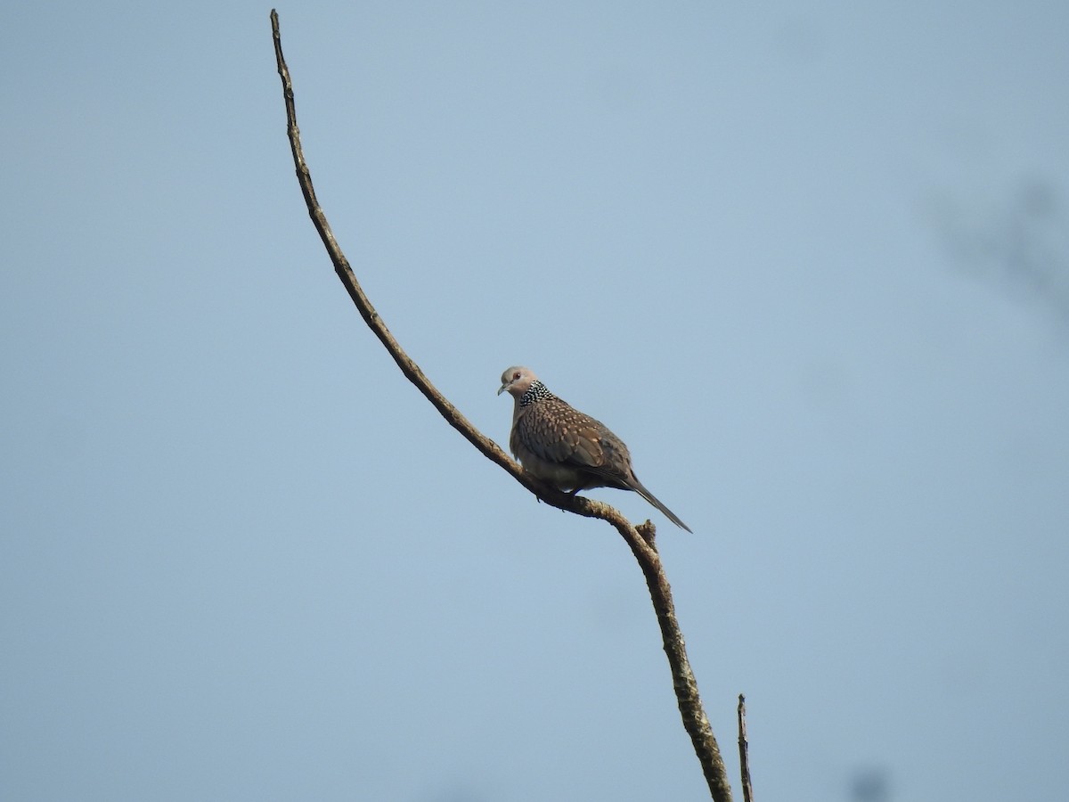 Spotted Dove - Nagendra Nayak
