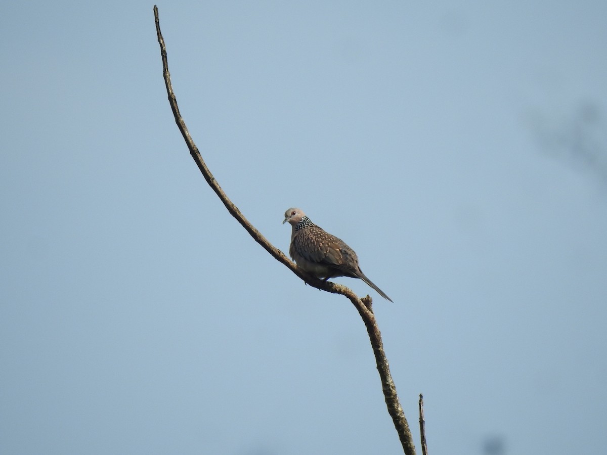 珠頸斑鳩 - ML274613431