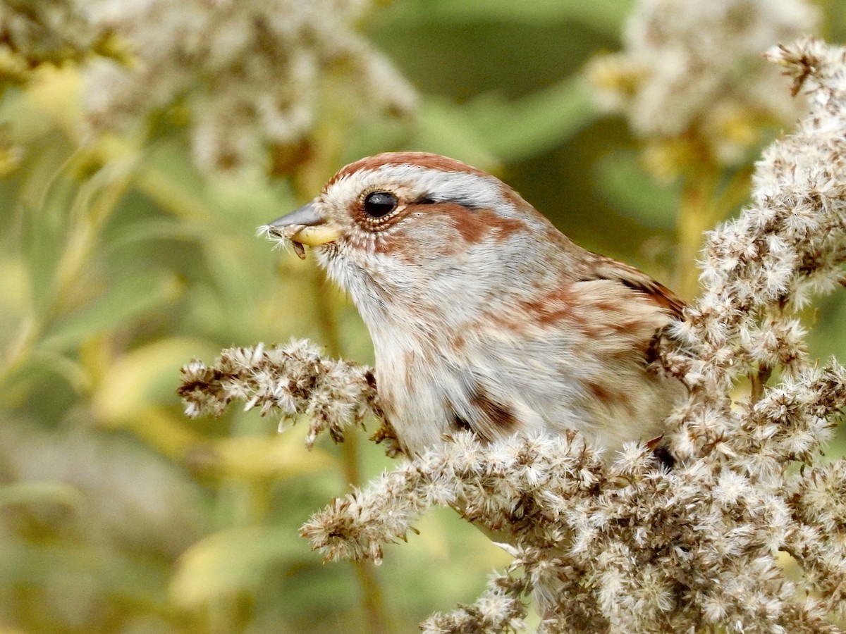 American Tree Sparrow - ML274614521