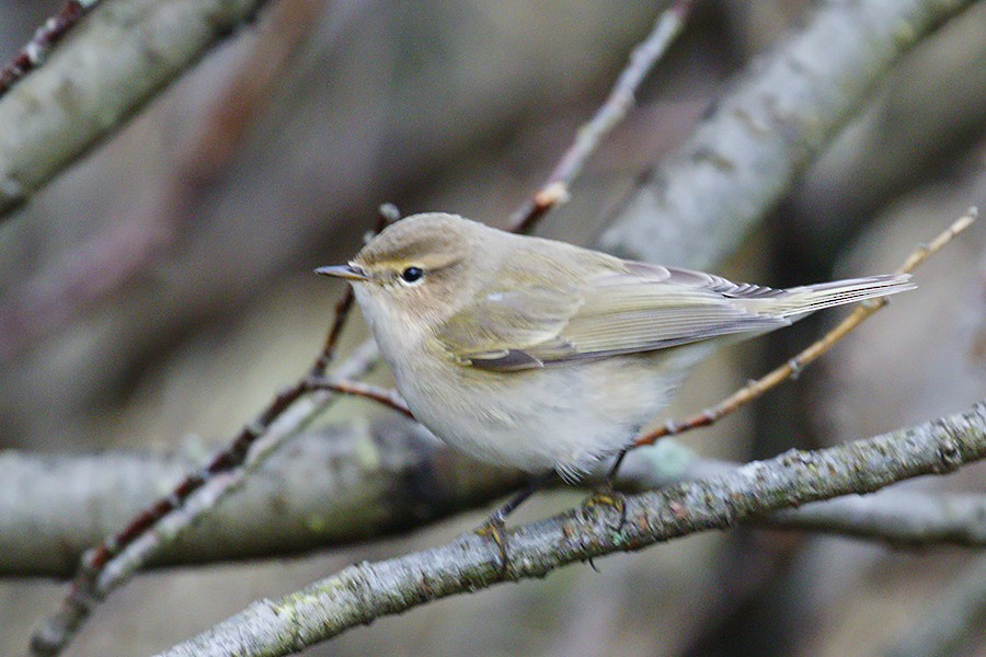 Common Chiffchaff - Yann Kolbeinsson