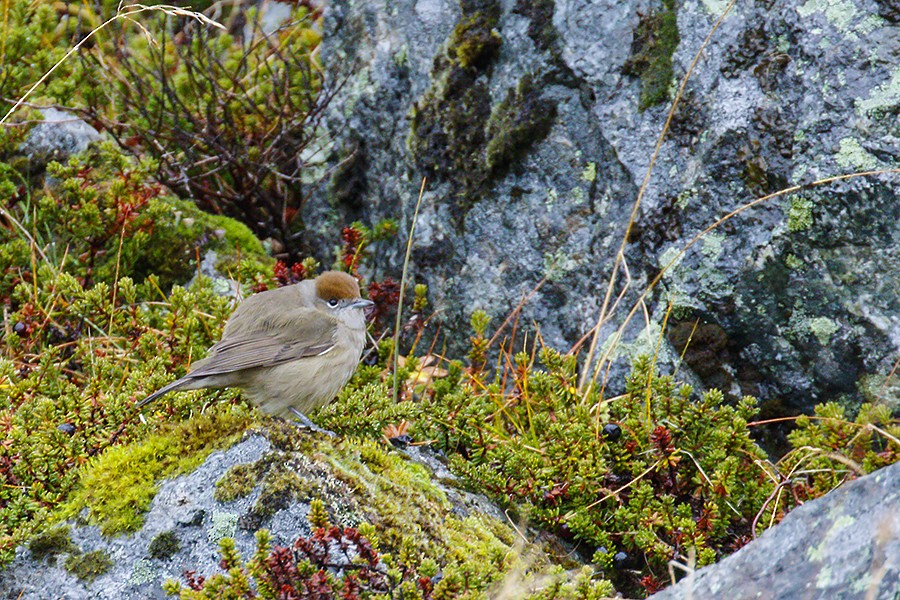 Eurasian Blackcap - ML274614801