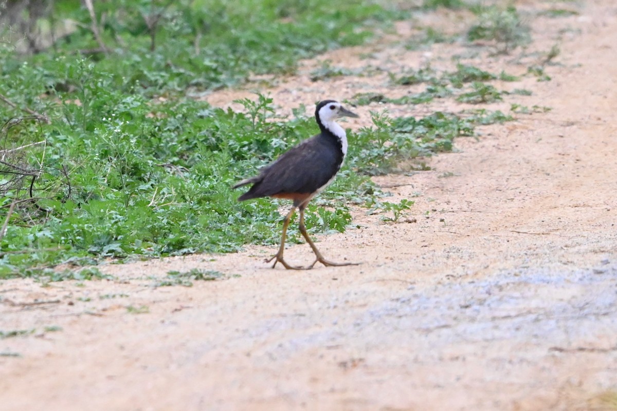 White-breasted Waterhen - ML274614901