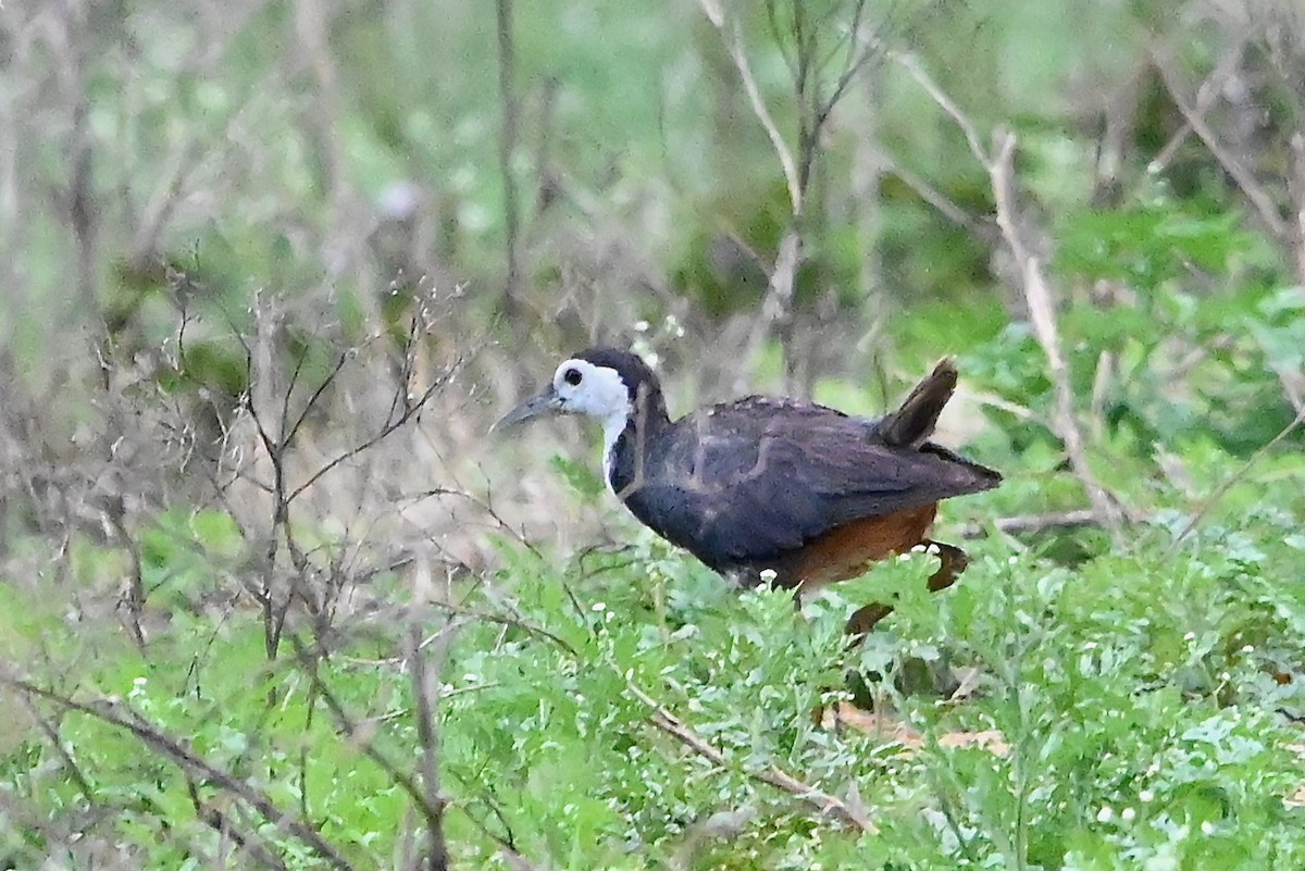 White-breasted Waterhen - ML274614911