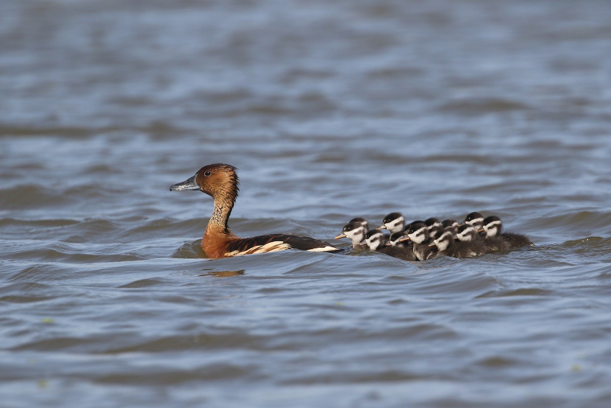 Fulvous Whistling-Duck - Daniel Branch