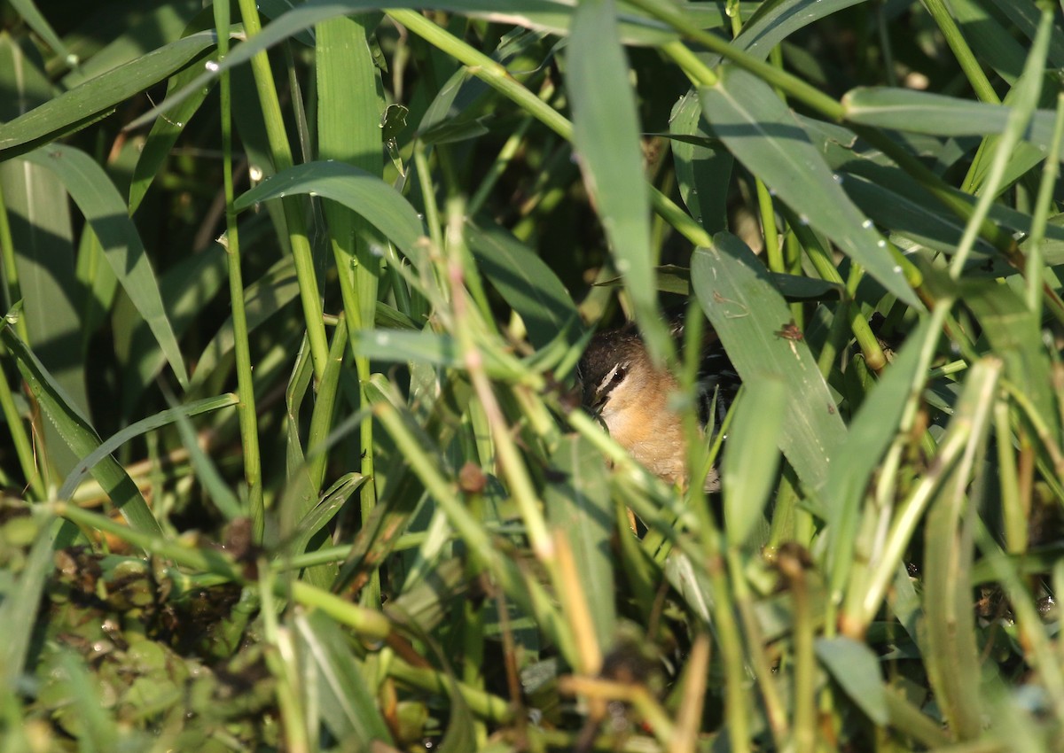 Yellow-breasted Crake - Daniel Branch