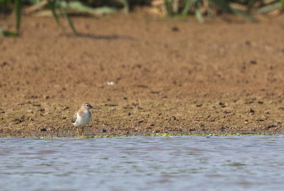 Spotted Sandpiper - ML274619601