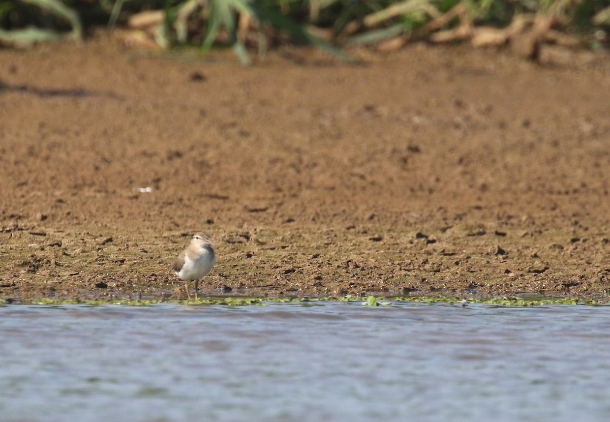 Spotted Sandpiper - Daniel Branch