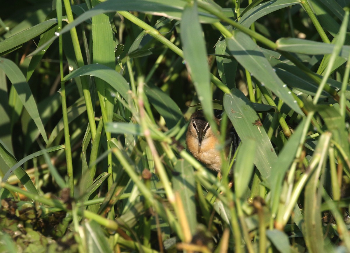 Yellow-breasted Crake - ML274619651