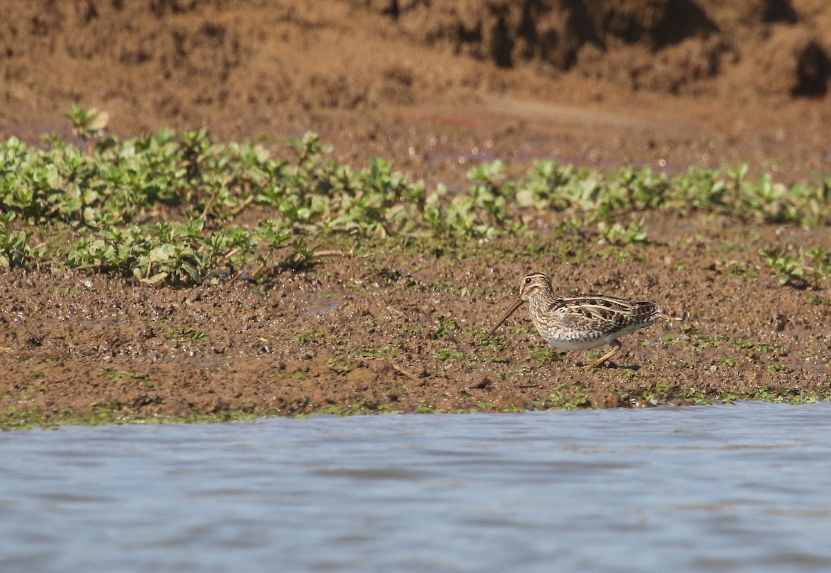 Pantanal Snipe - ML274619711