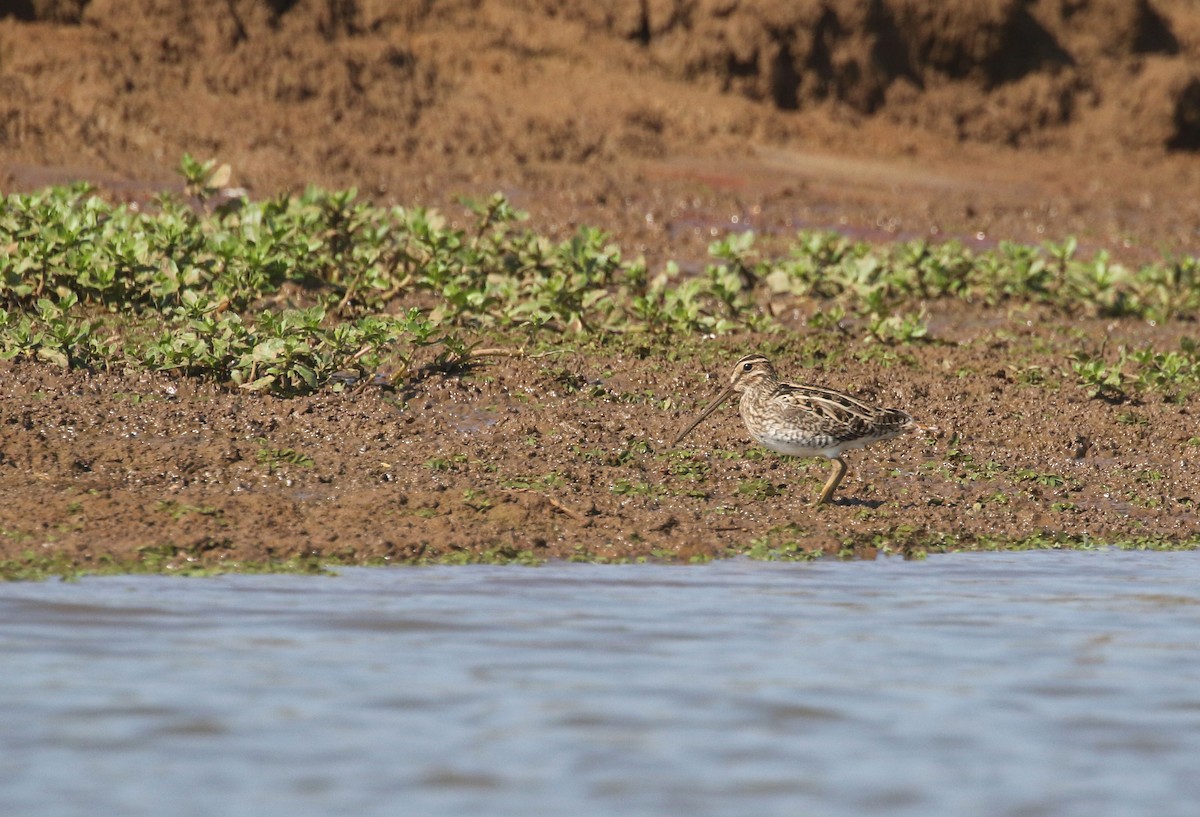 Pantanal Snipe - ML274619751