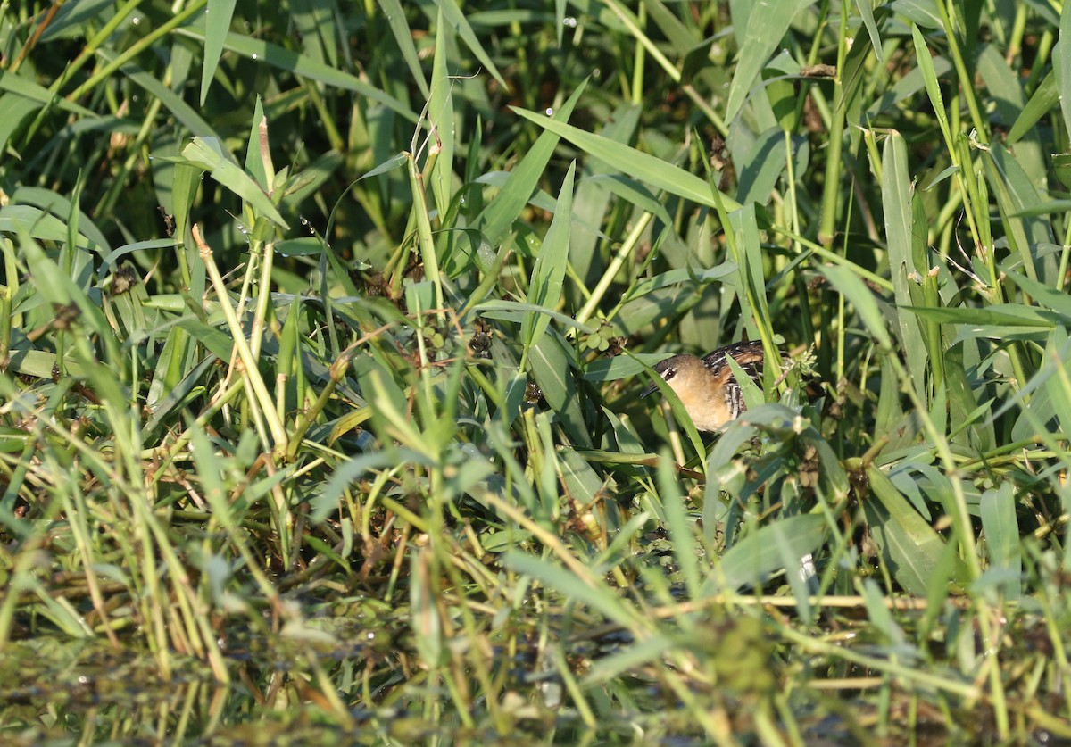 Yellow-breasted Crake - ML274619761