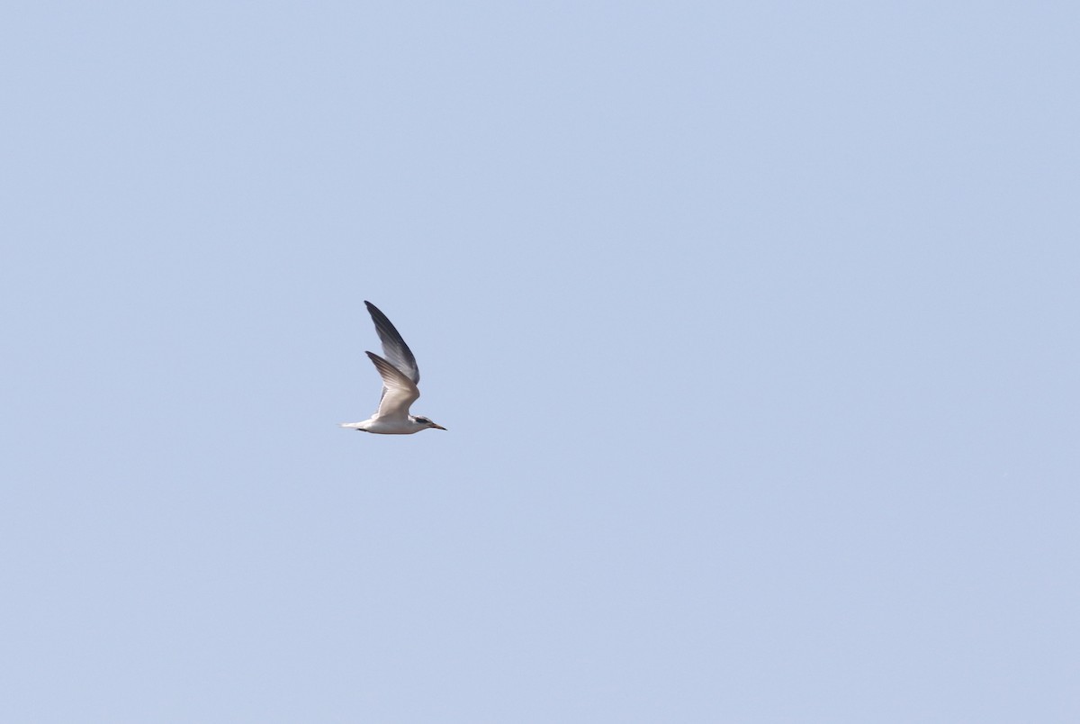 Yellow-billed Tern - ML274620061