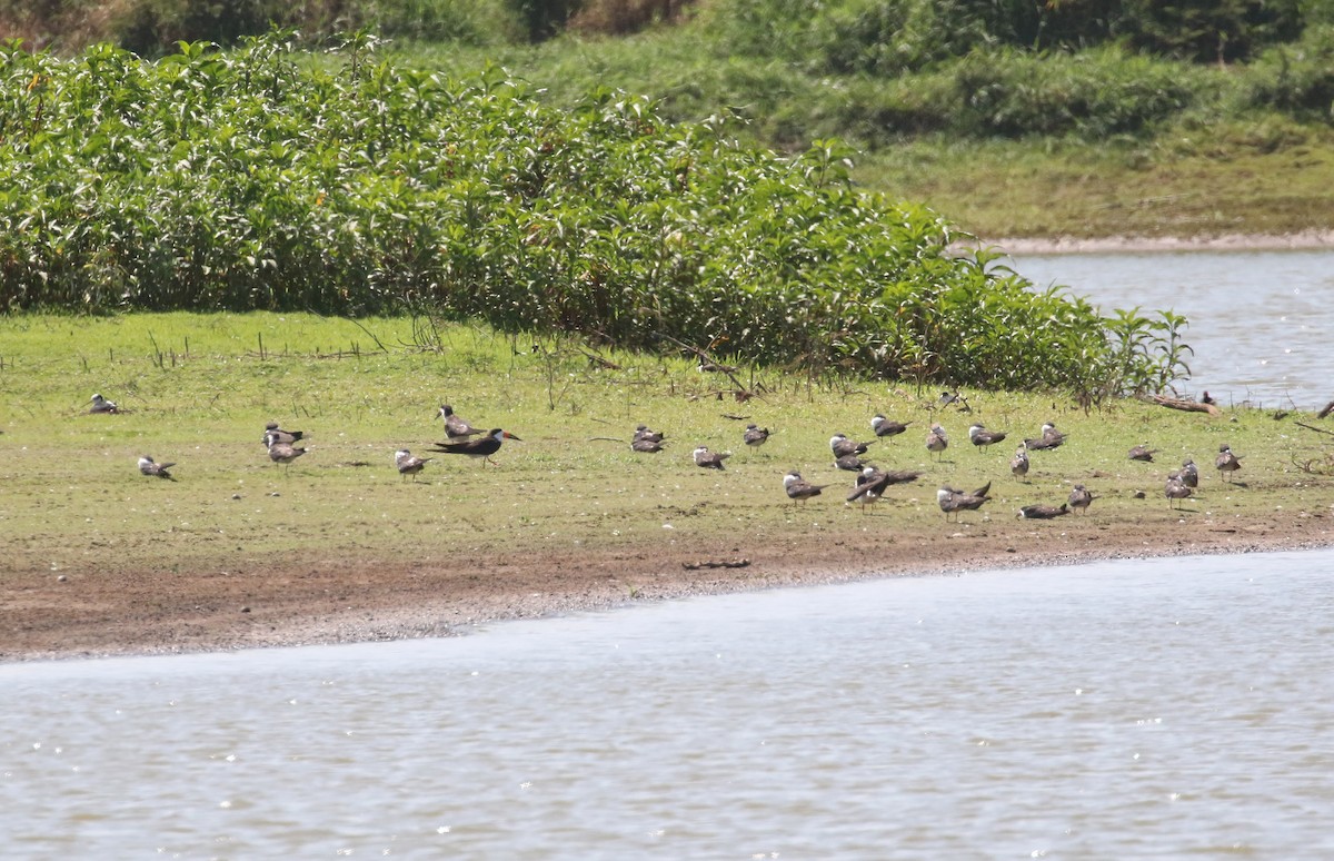 Black Skimmer (intercedens) - ML274620131