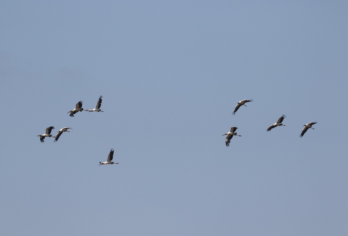 Wood Stork - ML274620721