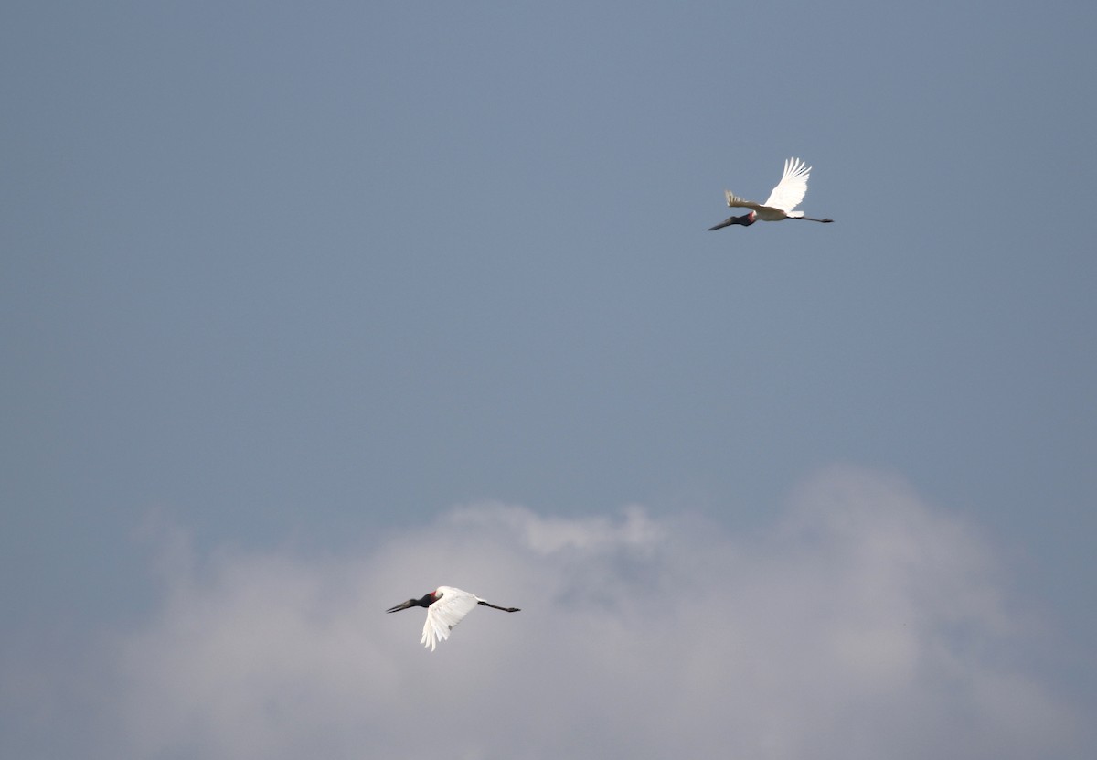 Jabiru d'Amérique - ML274620731