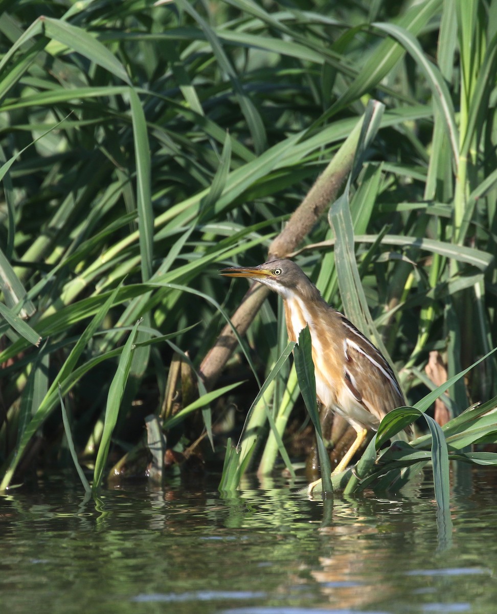 Stripe-backed Bittern - Daniel Branch