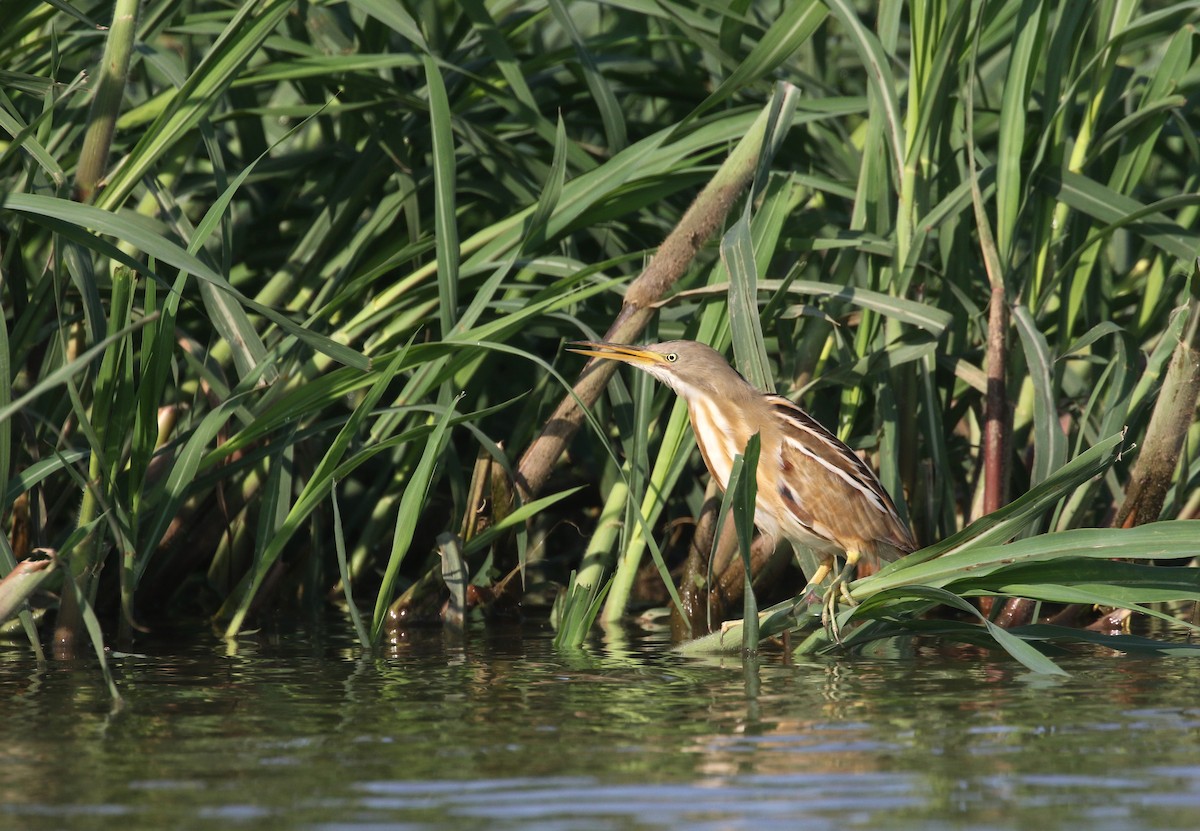 Stripe-backed Bittern - ML274622001