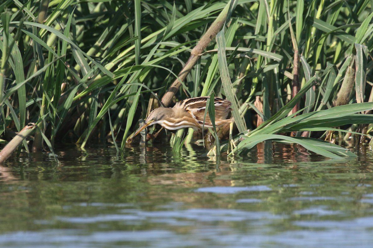 Stripe-backed Bittern - ML274622081