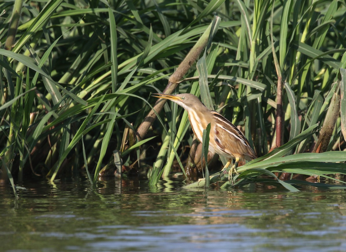 Stripe-backed Bittern - ML274622091