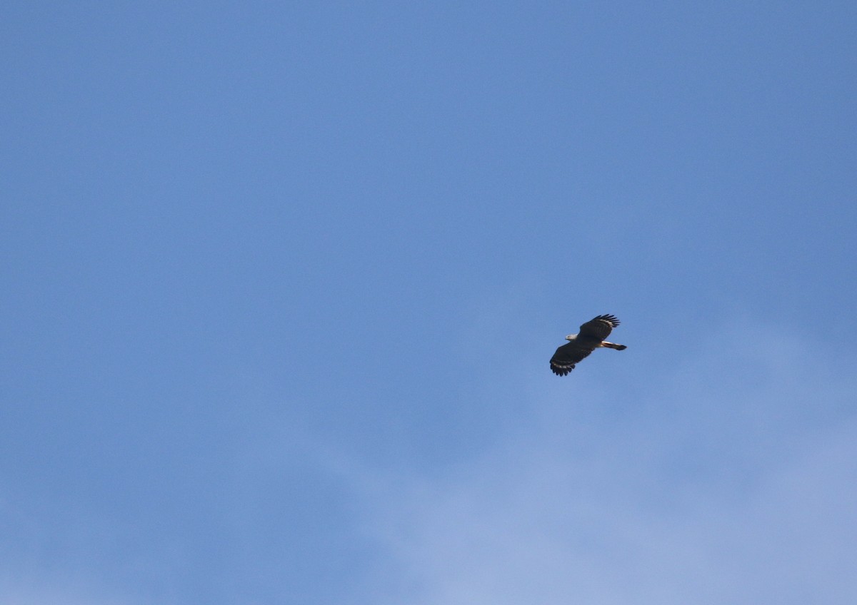 Crane Hawk (Banded) - ML274622421