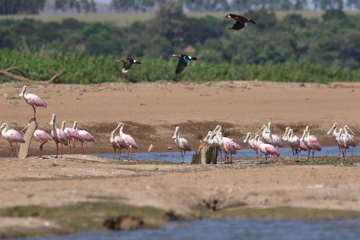 Roseate Spoonbill - Daniel Branch