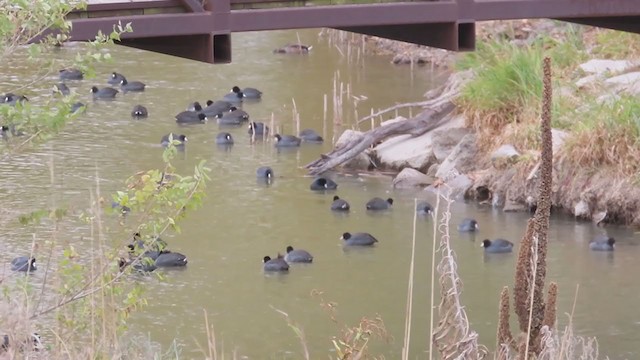 American Coot - ML274623951