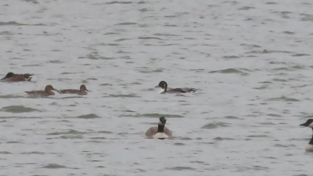 Northern Pintail - ML274624001