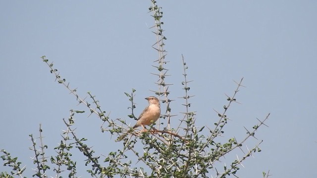 Common Babbler - ML274625451