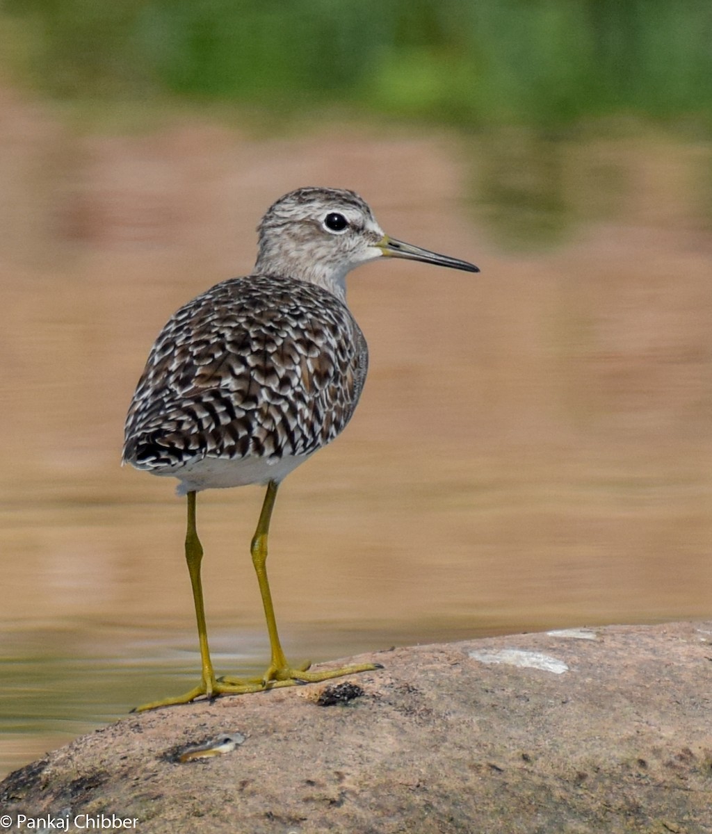 Wood Sandpiper - ML274625891