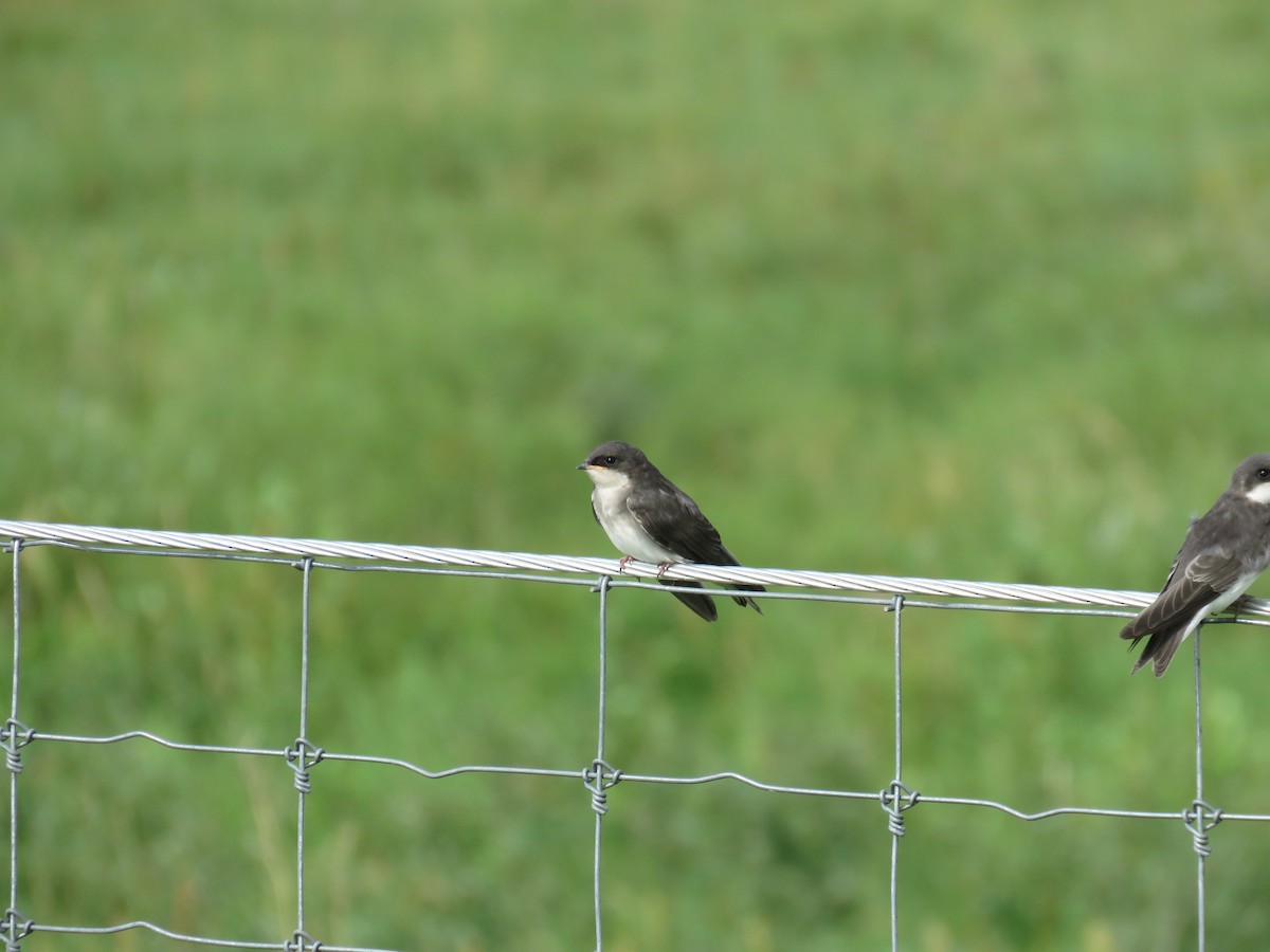 Golondrina Bicolor - ML274627121