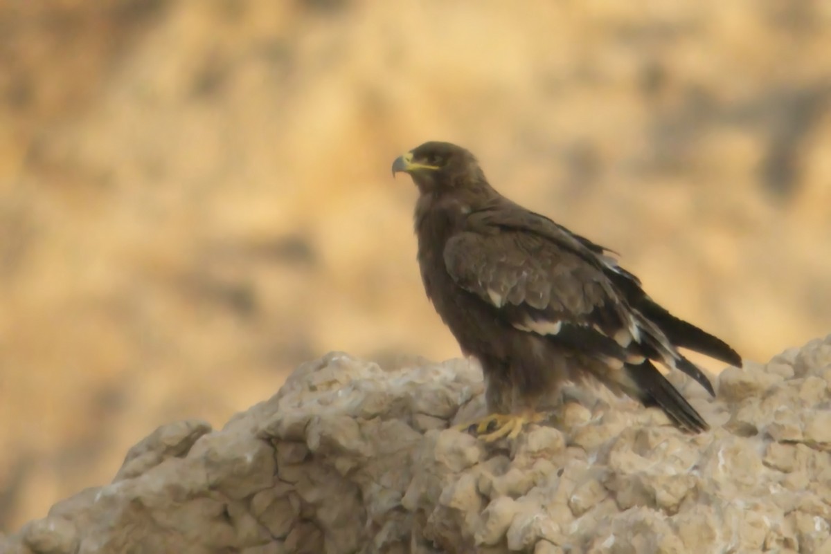 Steppe Eagle - ML274627141