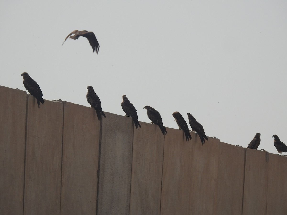 Black Kite - Keramat Hafezi
