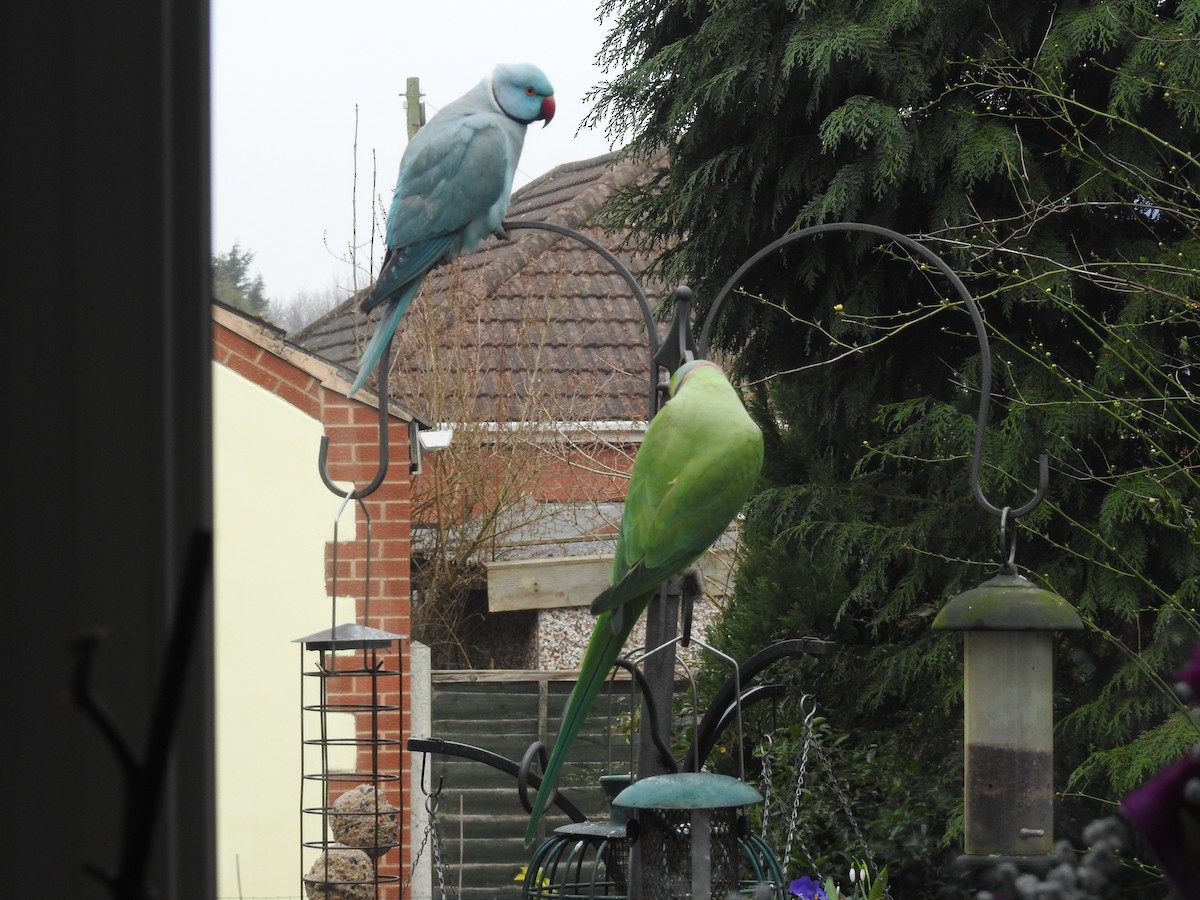 Rose-ringed Parakeet - George Newell