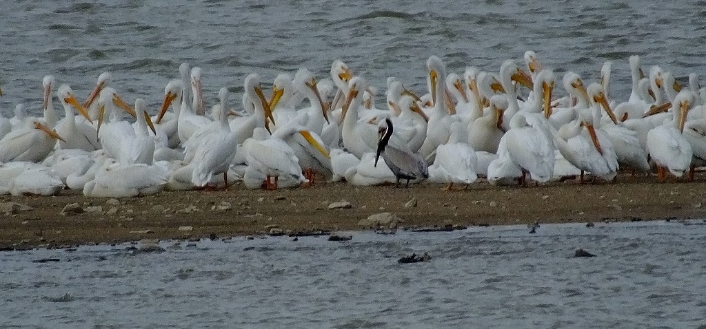 Brown Pelican - ML27462841