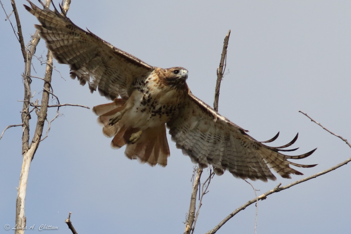 Red-tailed Hawk - Linda Chittum