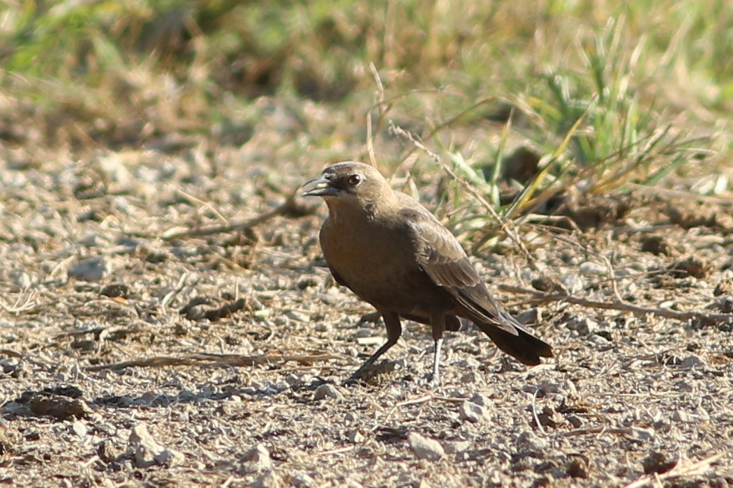 Brewer's Blackbird - ML274630841