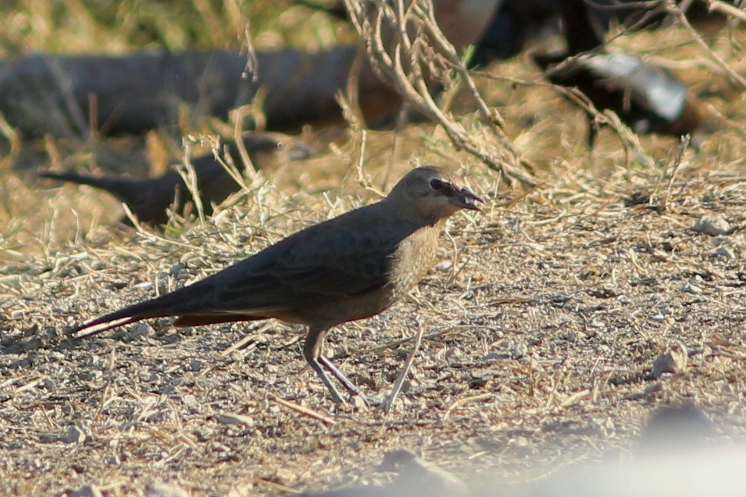 Brewer's Blackbird - Oscar Johnson