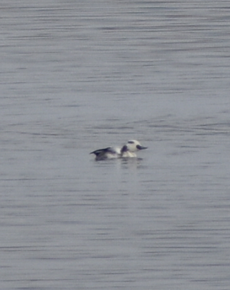 Smew - ML274632551