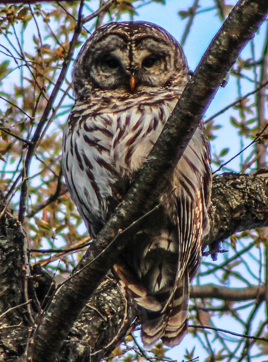 Barred Owl - ML27463401