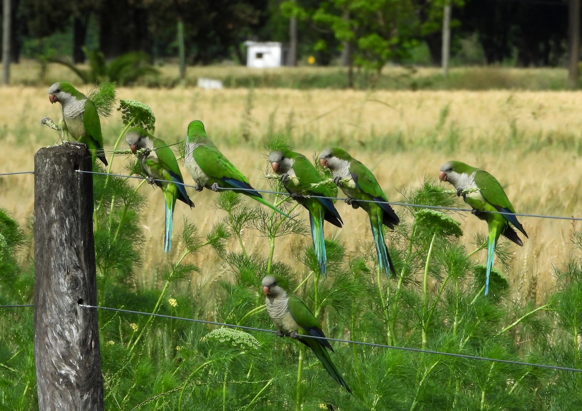 Monk Parakeet - ML274634671