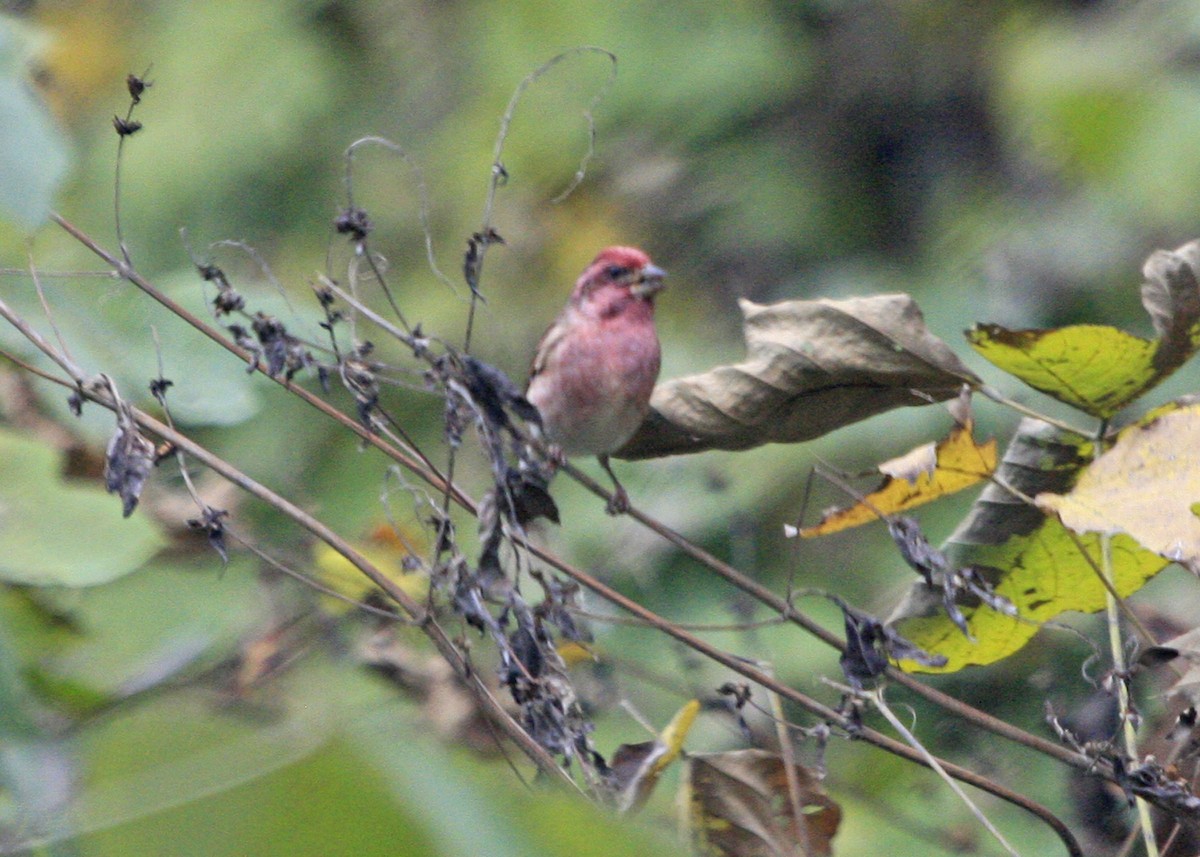 Purple Finch - ML274634721