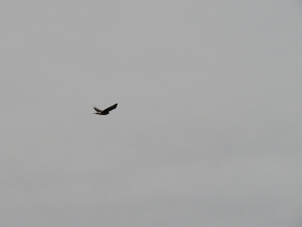 Northern Harrier - ML274636211