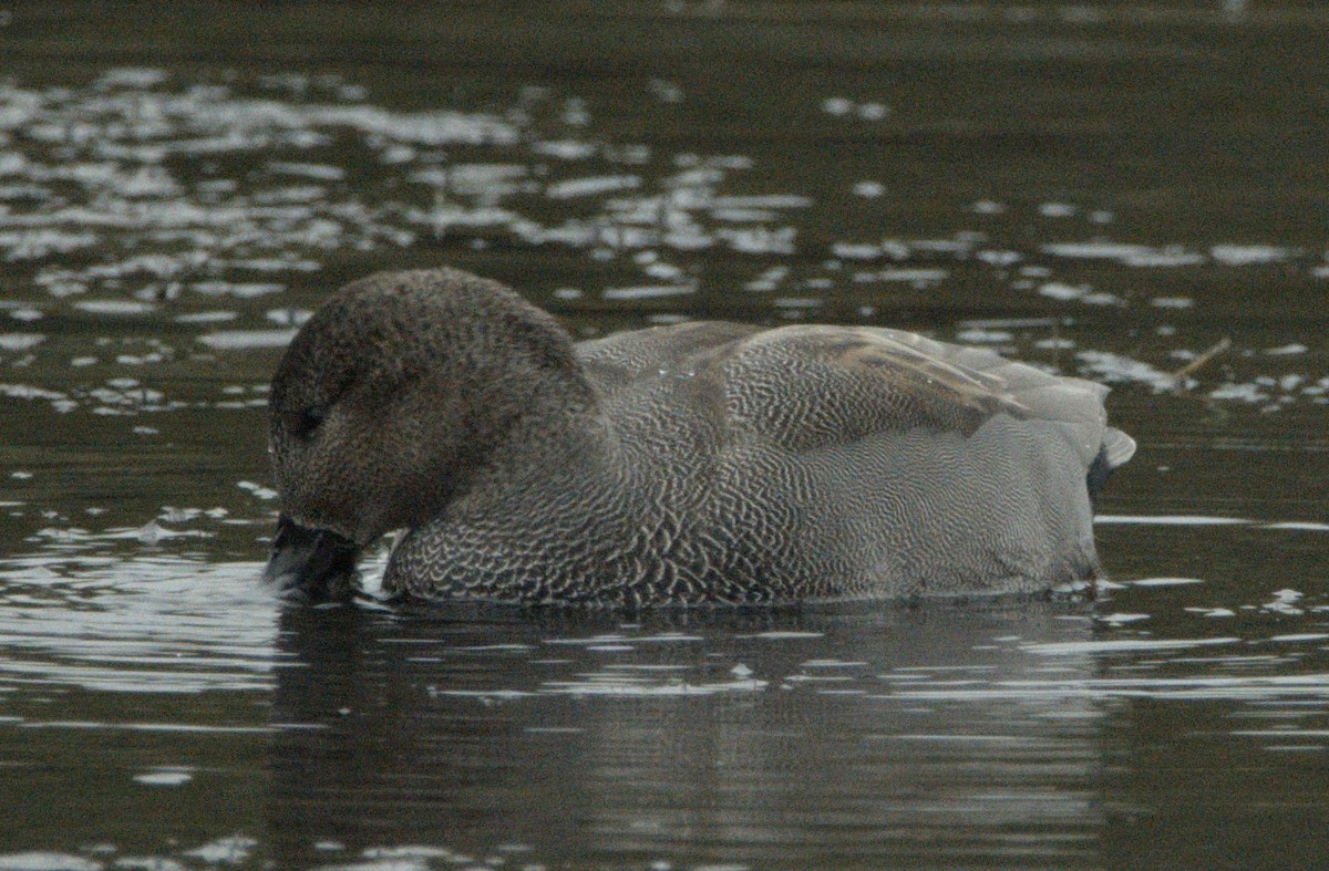 Gadwall - ML274636791