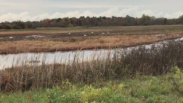 Trumpeter Swan - ML274637121