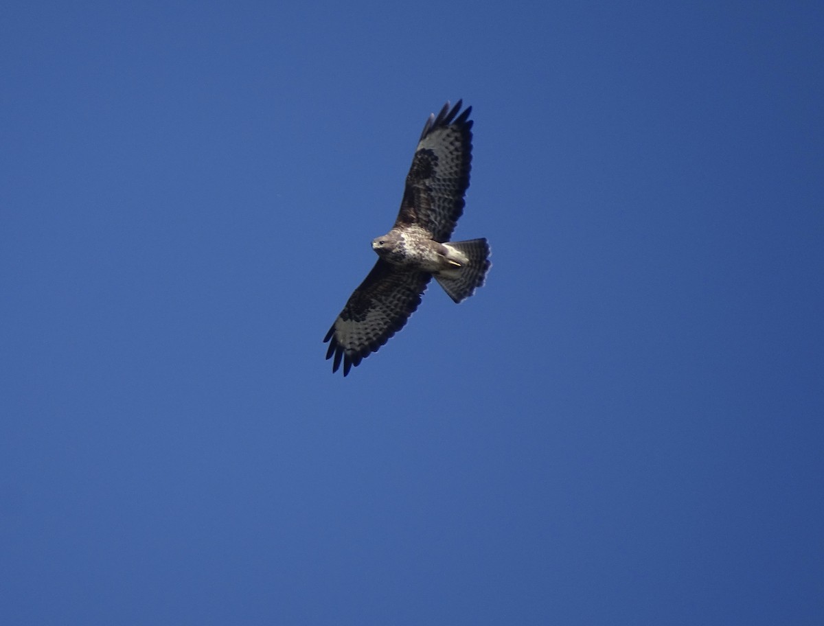 Common Buzzard - Oscar Wainwright