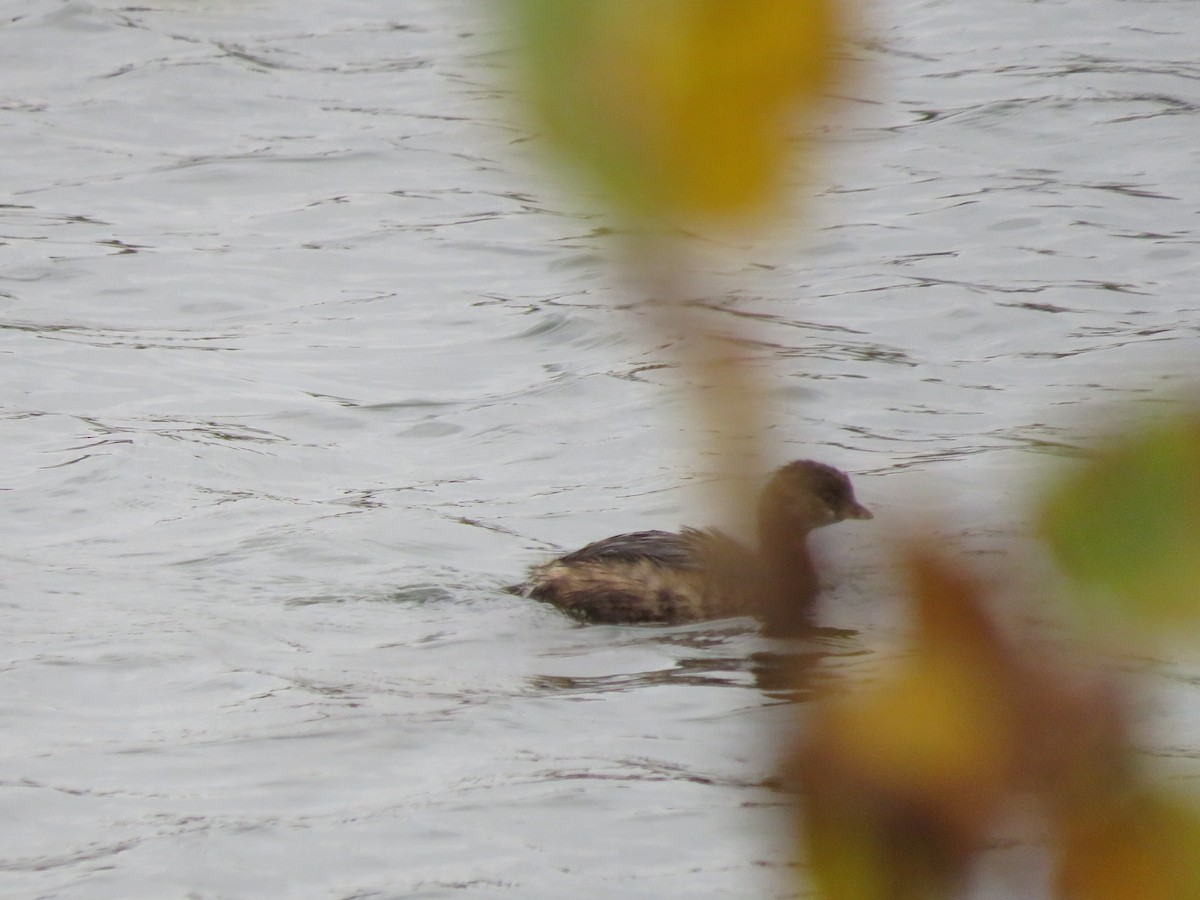 Pied-billed Grebe - ML274638181