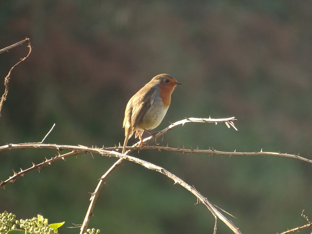 European Robin - ML274638331