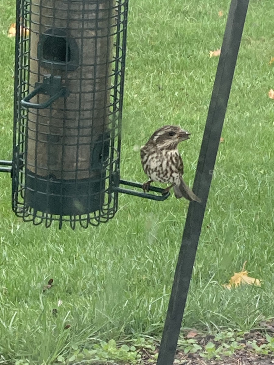 Purple Finch - ML274639111