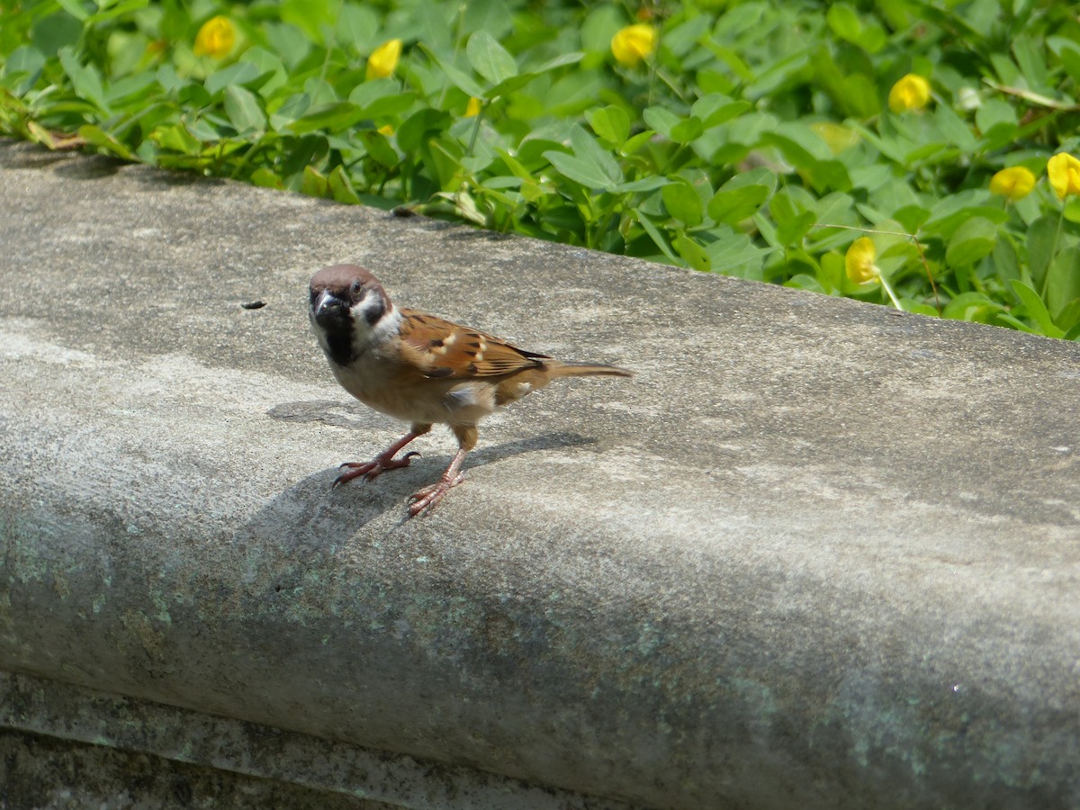 Eurasian Tree Sparrow - ML274640981